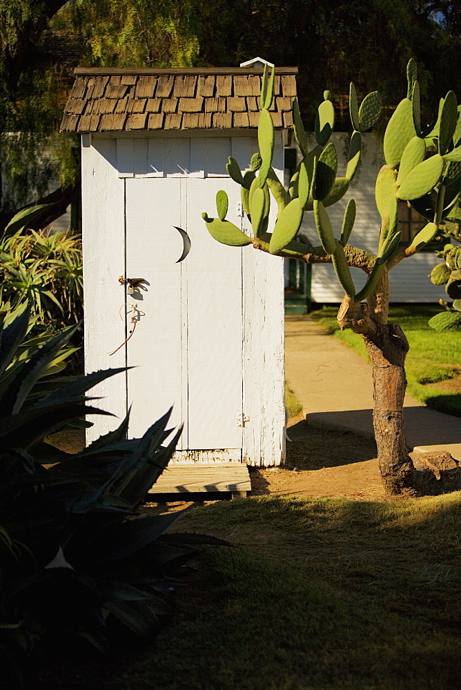 Cactus plant growing beside an outhouse, USA