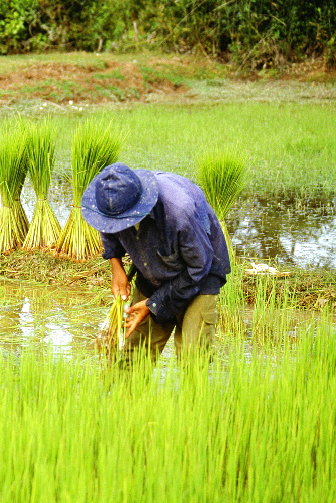 Farmer working in a rice field, Siem Reap, Cambodia