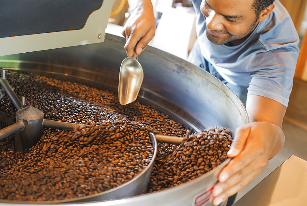 Machinery at a coffee bean processing shed heating and roasting coffee beans being supervised by a young man, New York state, USA