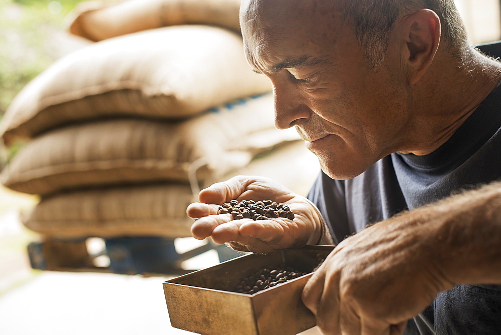 A man examining and smelling the aroma of beans at a coffee bean processing shed, on a farm, New York state, USA