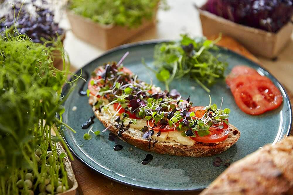 Brown bread covered with cheese, tomato and microgreens on plate surrounded