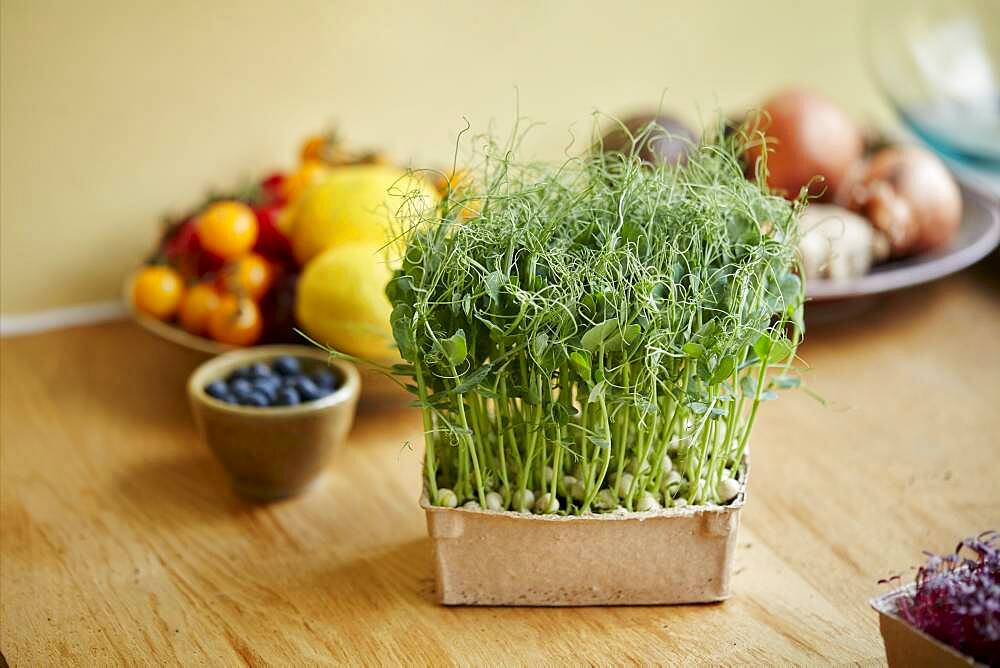 Microgreens growing in a tray