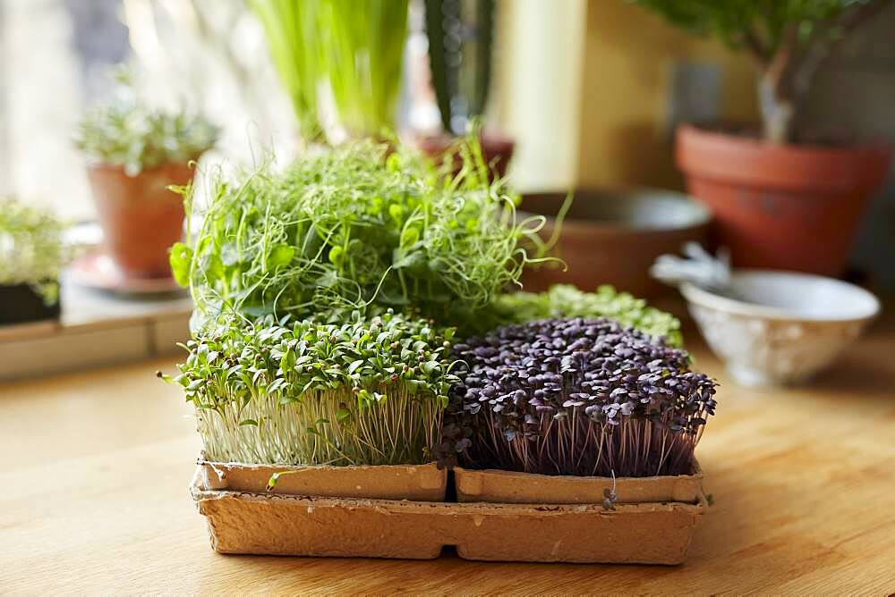 Microgreens growing in tray on wooden surface at home