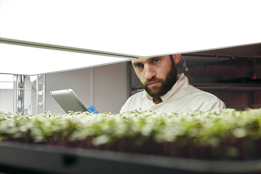 Man using tablet to check microgreens in urban farm