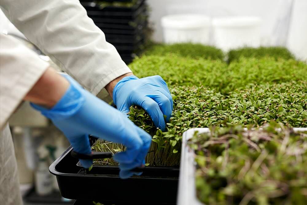 Gloved hands using scissors to harvest microgreens in urban farm