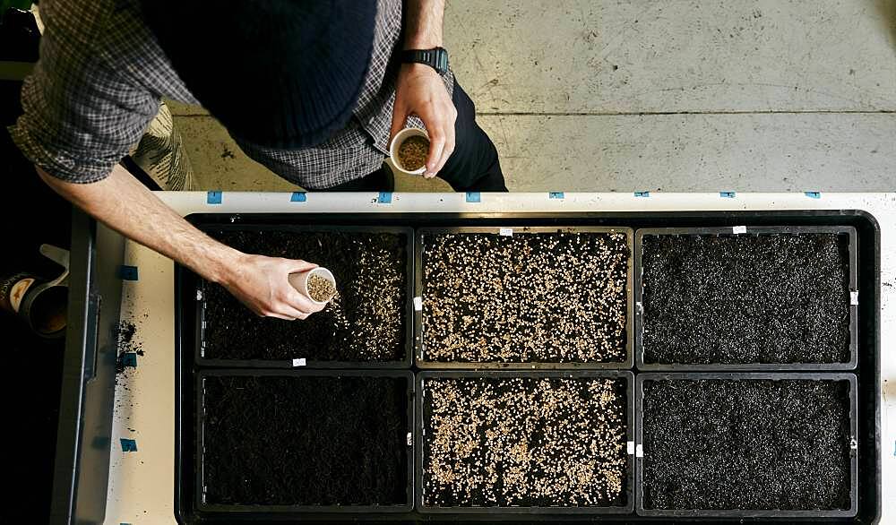 Man tending trays of pea seeds in urban farm