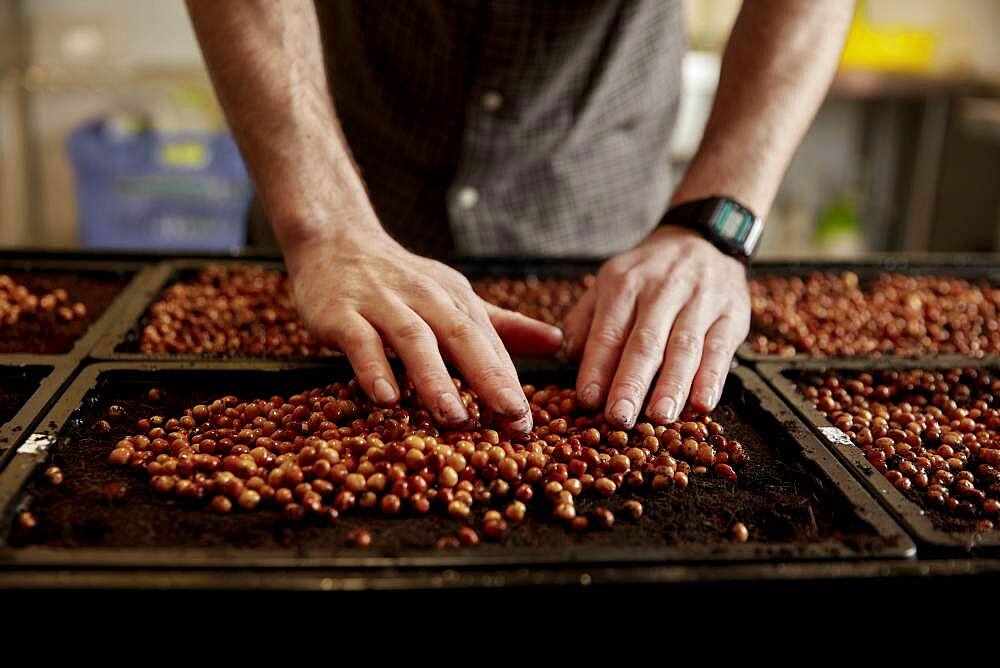 Man's hands arranging pea seeds in seed tray in urban farm