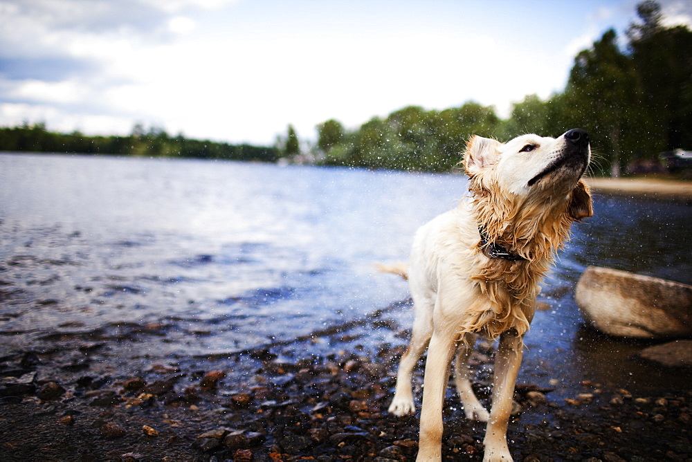 A wet dog with long hair, a family pet shaking itself, USA