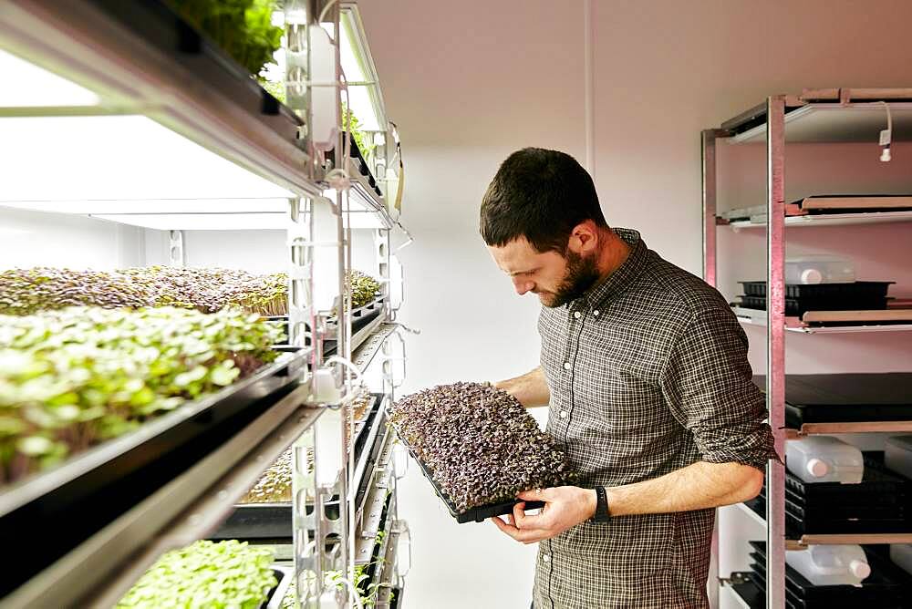 Man tending trays of microgreens in urban farm