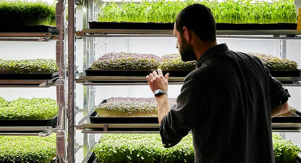 Man tending trays of microgreens seedlings growing in urban farm