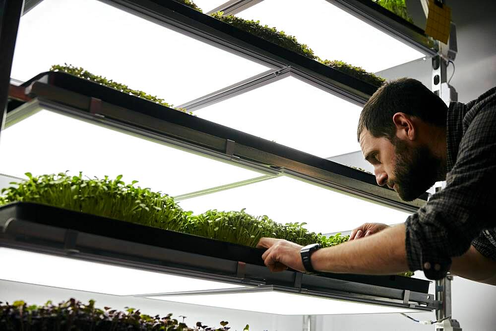 Man tending trays of microgreens seedlings growing in urban farm