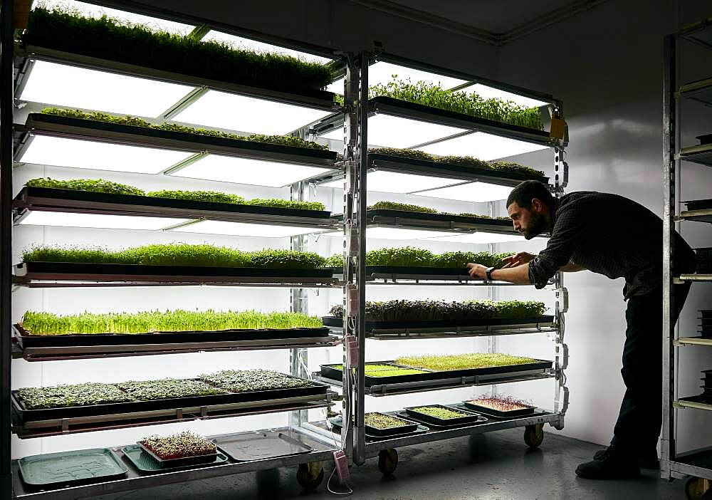 Man tending trays of microgreens seedlings growing in urban farm