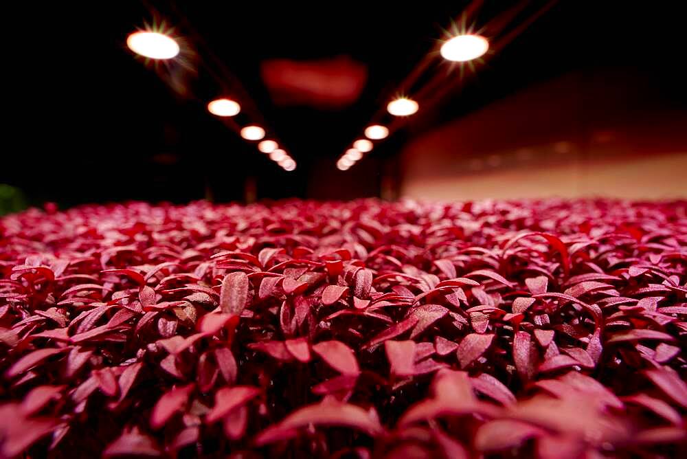 Close up of tightly packed Amaranth Aztec microgreen seedlings growing