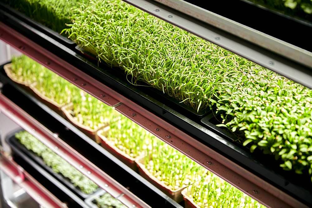 Trays of microgreen seedlings growing in urban farm