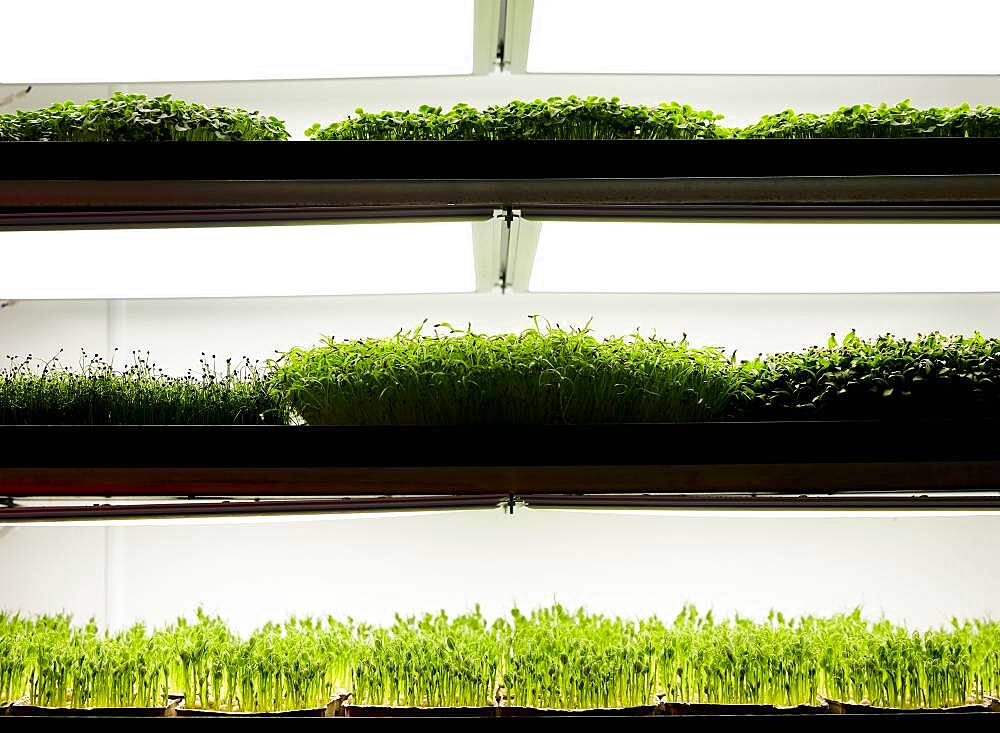 Trays of microgreen seedlings growing in urban farm