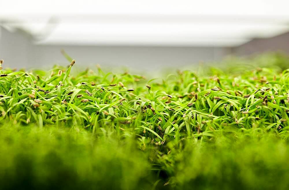 Close up of tightly packed coriander seedlings growing in urban farm