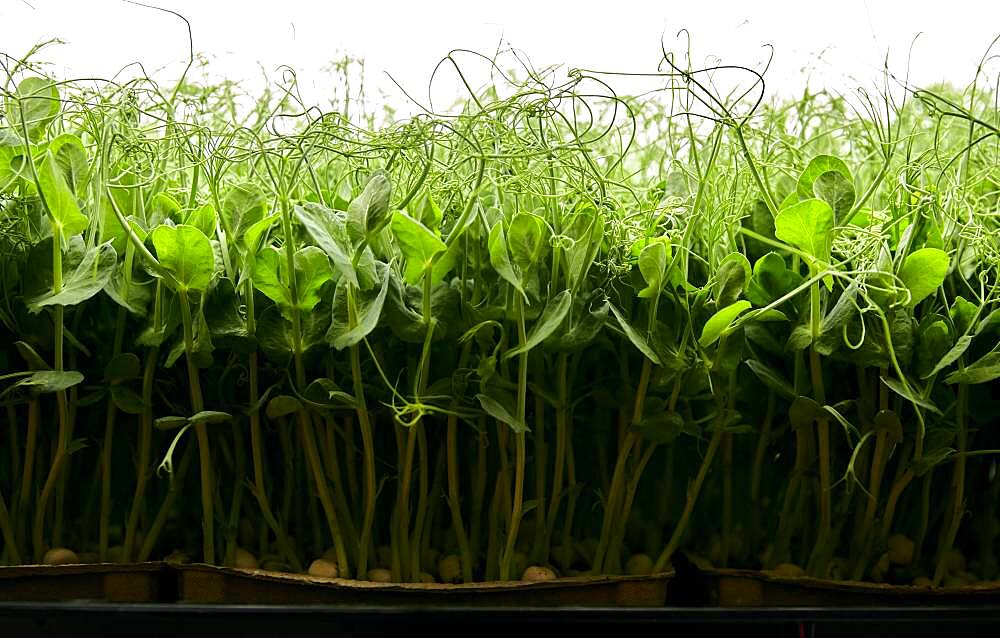 Side view of tightly packed pea seedlings growing in urban farm