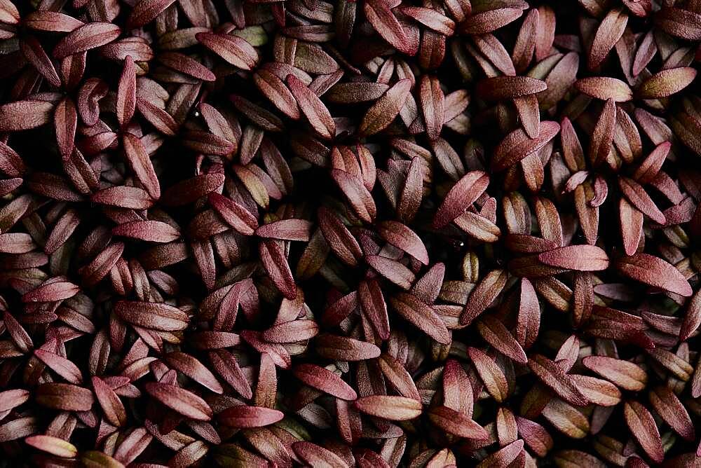 Tightly packed Amaranth Aztec microgreen seedlings shot from above