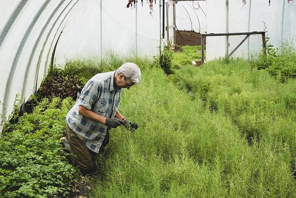 Woman kneeling in a poly tunnel, harvesting fresh herbs.