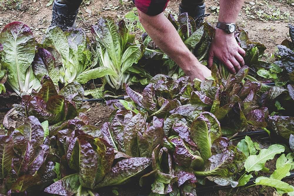 Man standing in a field, harvesting purple leaf lettuce.