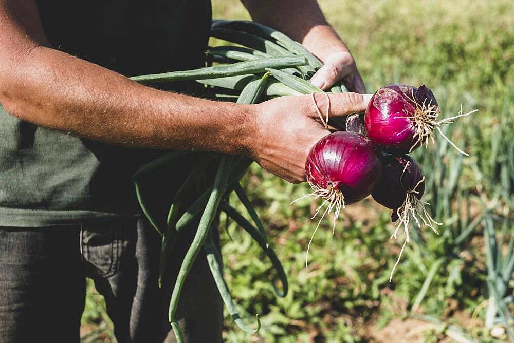 Farmer standing in a field holding freshly picked red onions.