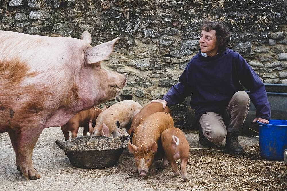 Woman feeding Tamworth pig sow and piglets on a farm.