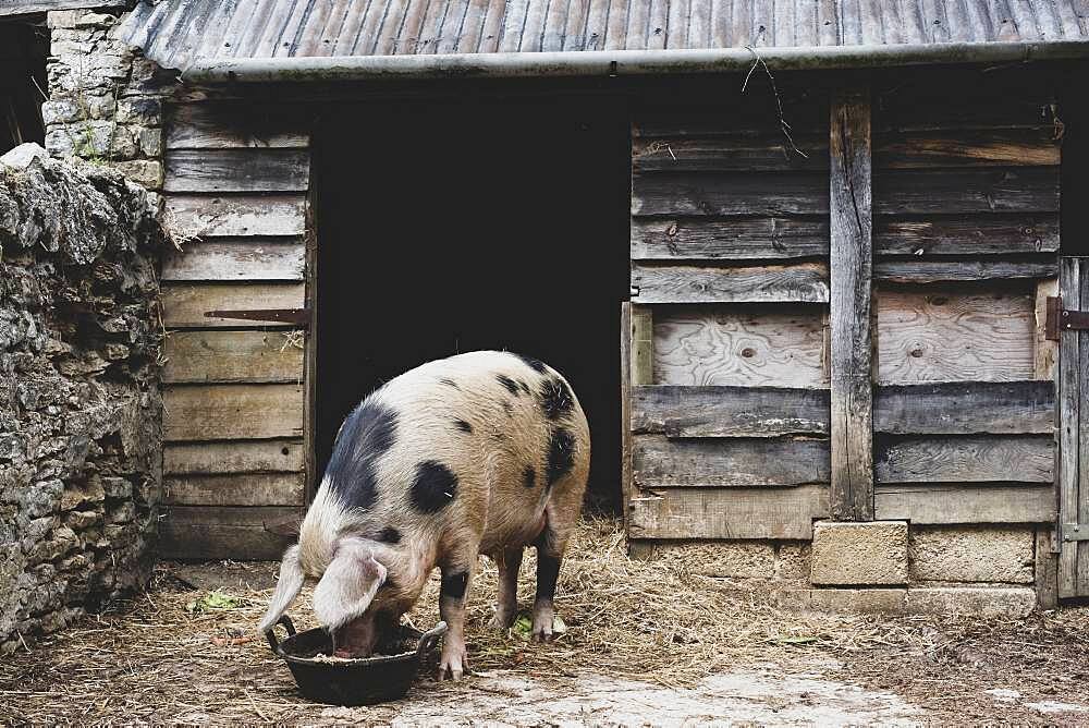 Gloucester Old Spot sow outside a sty, feeding from bowl.