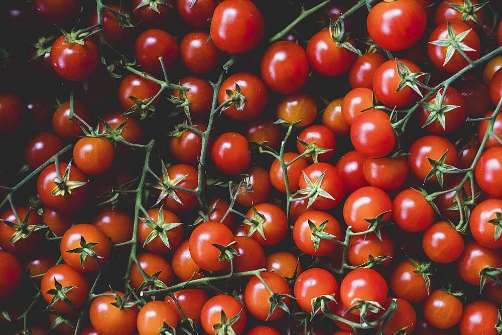 High angle close up of freshly picked tomatoes on the vine.