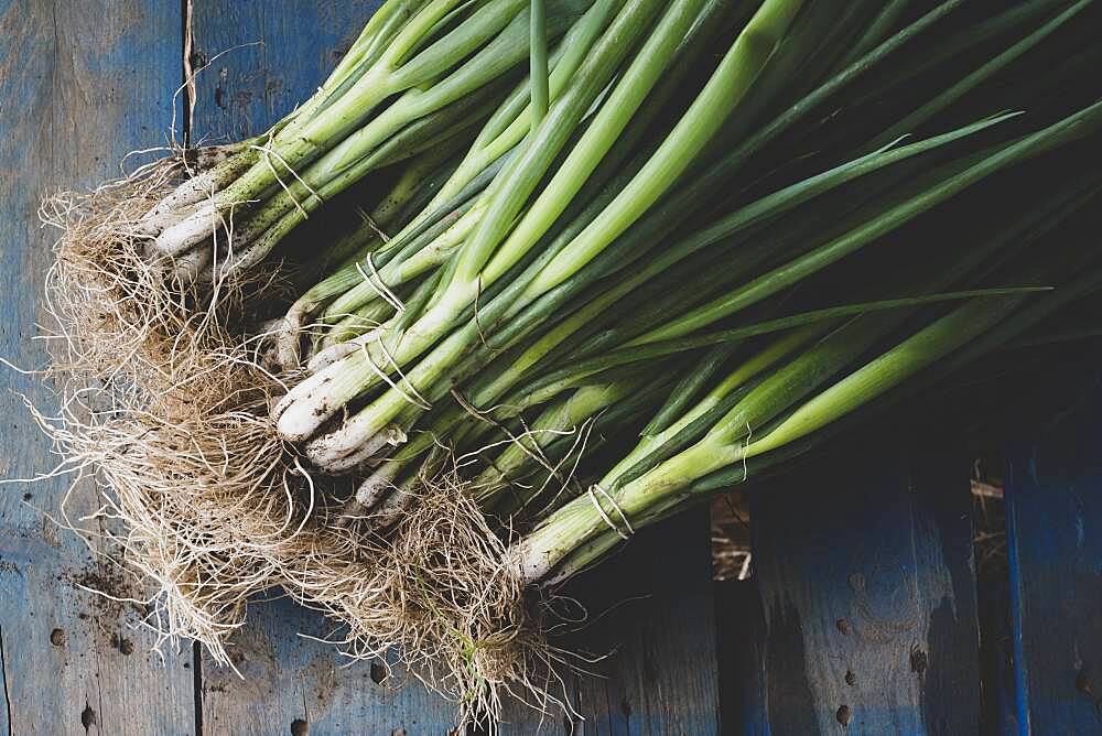 High angle close up of bunches of freshly picked spring onions.