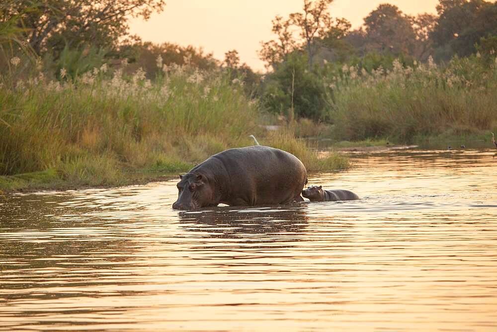 A hippo and calf, Hippopotamus amphibius, walk through a river at sunset, Sabi Sands, South Africa