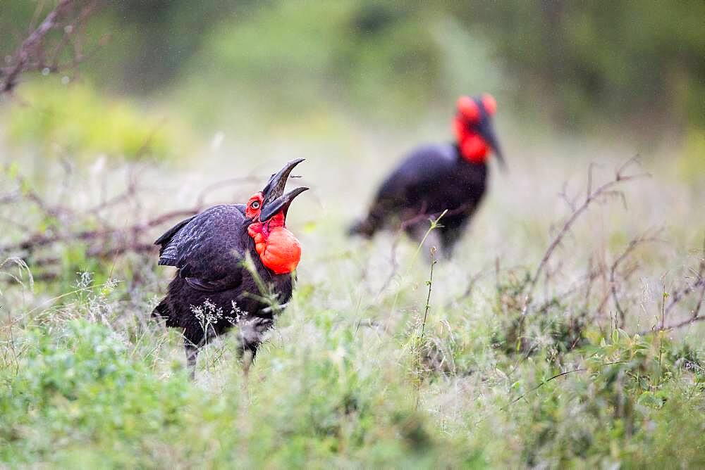 A southern ground hornbill, Bucorvus leadbeateri, pecking in grass, Sabi Sands, South Africa