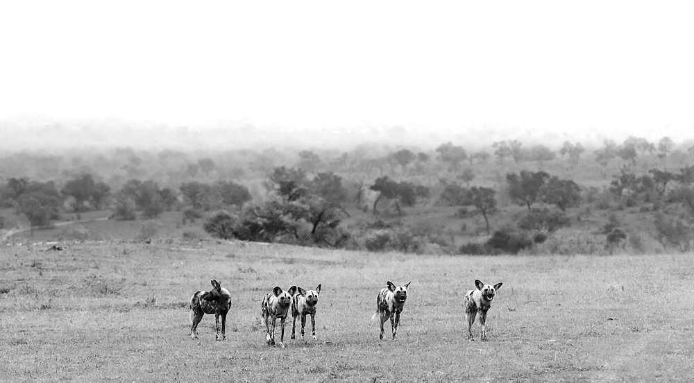 A pack of wild dogs, Lycaon pictus, stand in a clearing, in black and white, Sabi Sands, South Africa