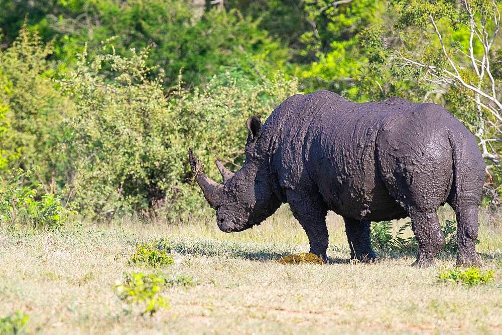 A white rhino, Ceratotherium simum, coated in mud after mud bath, Sabi Sands, South Africa