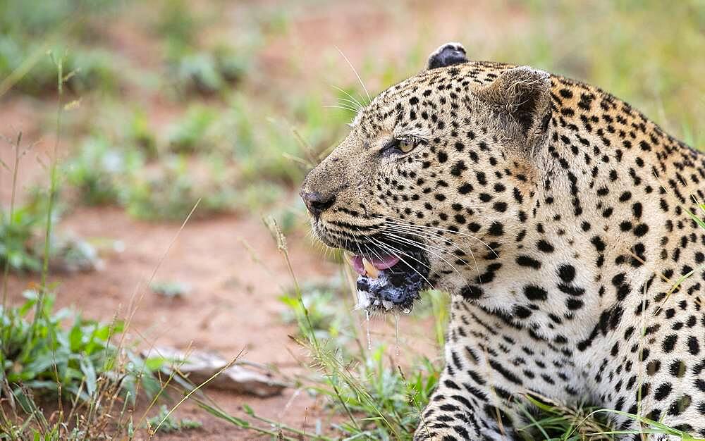 The head of a male leopard, Panthera pardus, mouth open, Sabi Sands, South Africa