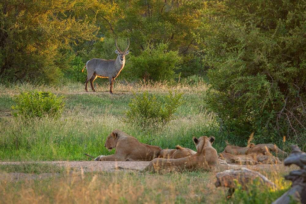 A pride of lions, Panthera leo, watching a waterbuck, Kobus ellipsiprymnus, Sabi Sands, South Africa