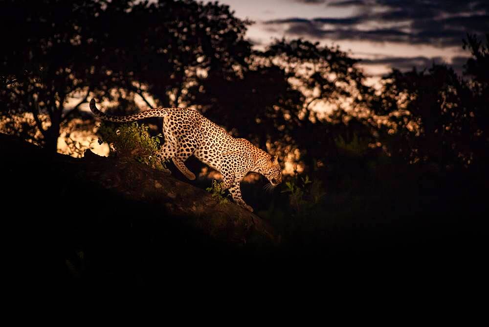 A leopard, Panthera pardus, walking along a log at night, lit by spotlight, Sabi Sands, South Africa