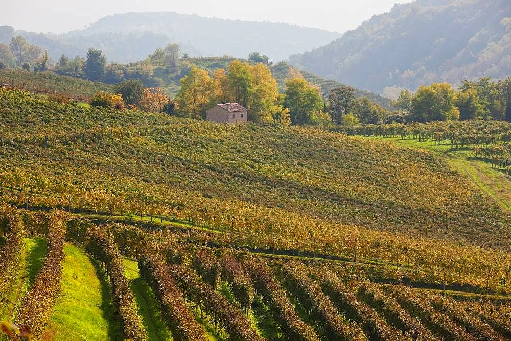 Countryside and vineyards near the village of Rolle in the Treviso district, Veneto, Italy