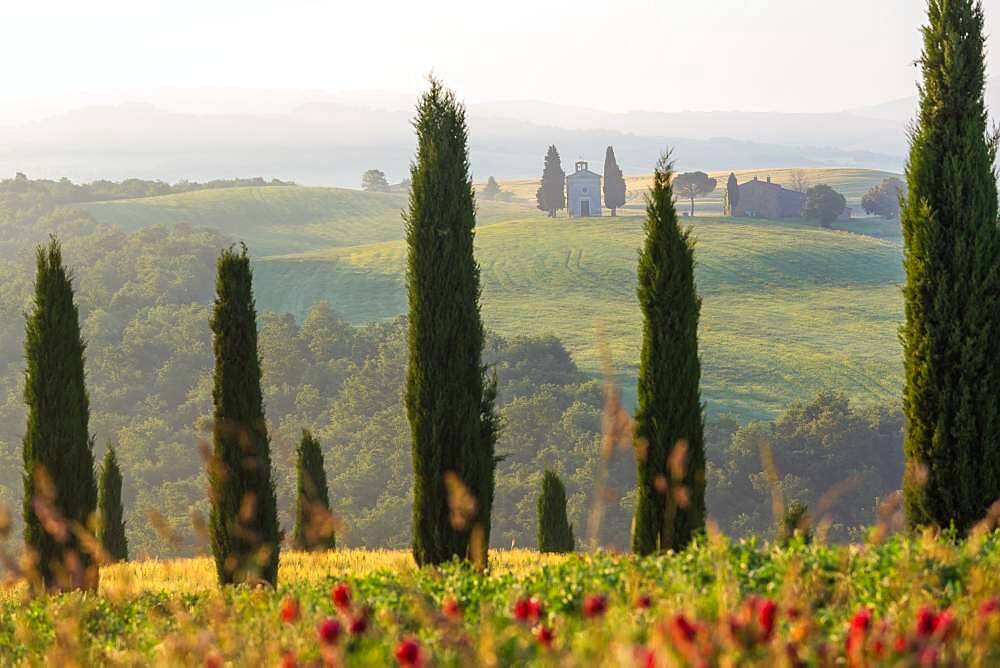 Early morning, cypress trees, Capella di Vitaleta, Chapel, Val d'Orcia, Tuscany, Italy