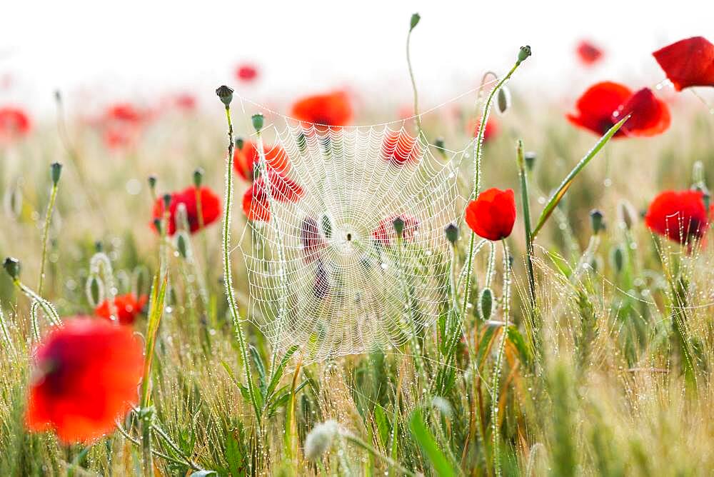 Poppies and cobwebs on grasses in the early morning