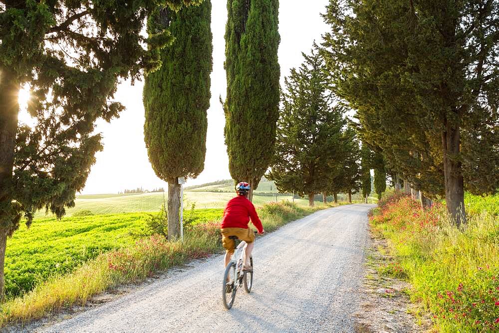 Cyclist on a tree lined dirt road at sunset, Tuscany, Italy