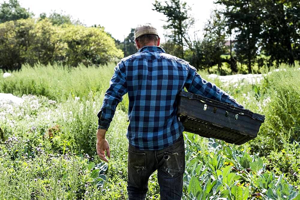 Farmer in a field carrying black plastic crate.