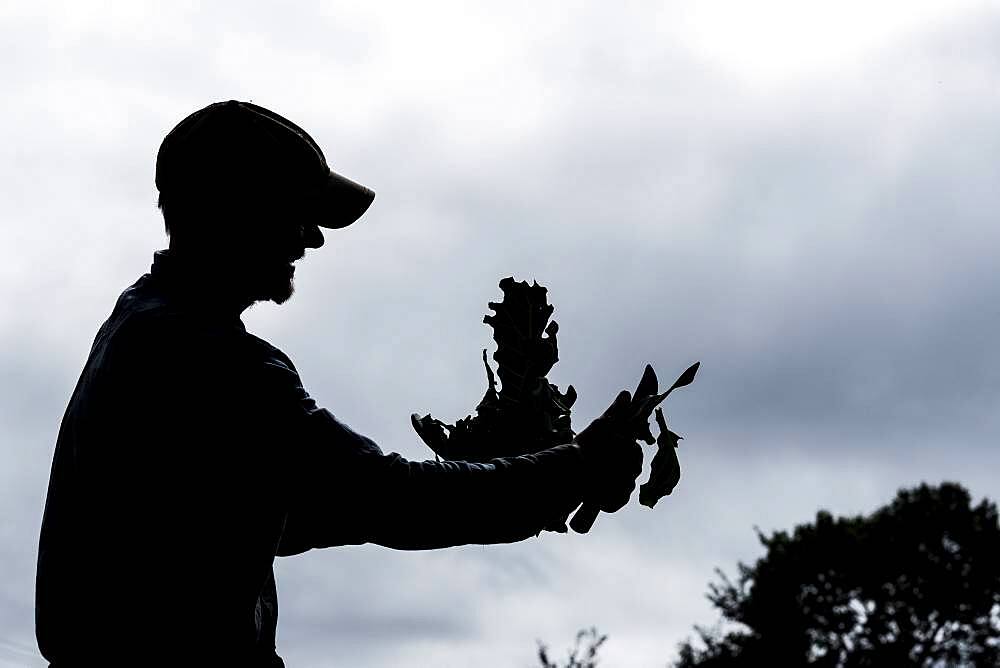 Silhouette of farmer holding freshly picked cauliflower.