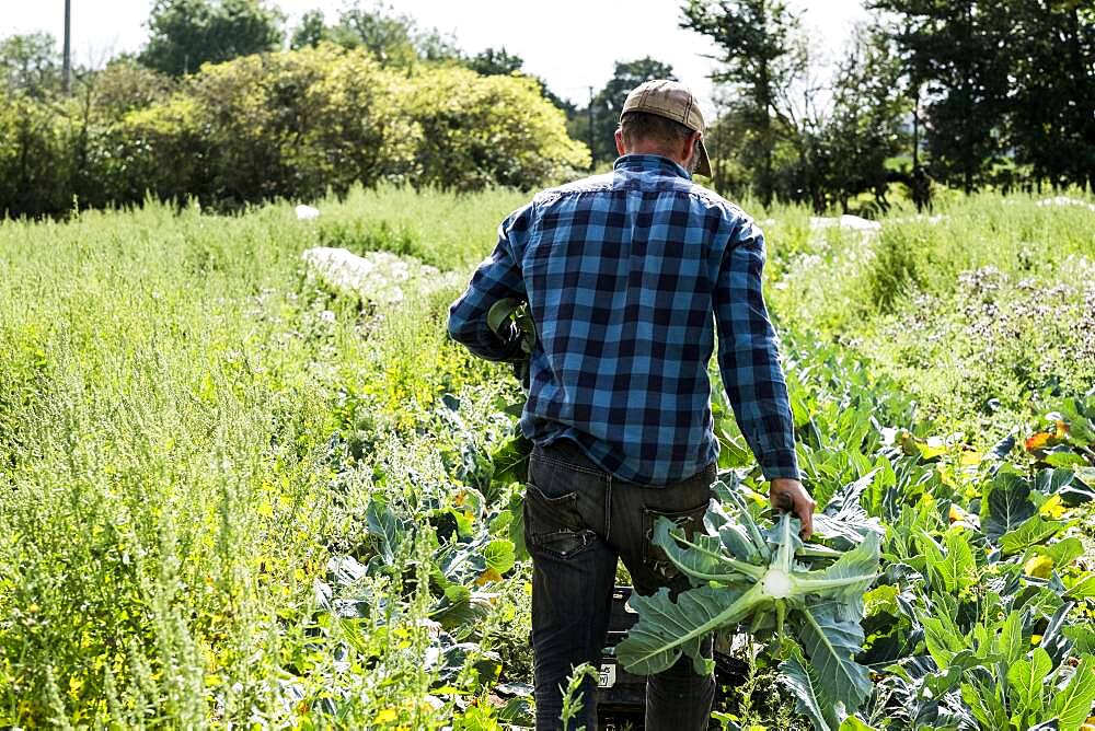 Farmer walking through a field of crops