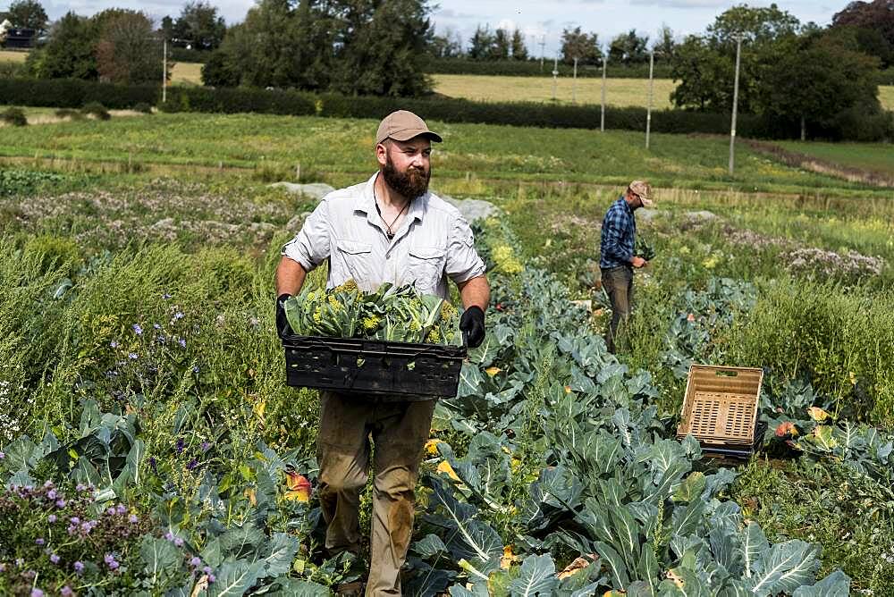 Farmer with crate with freshly picked Romanesco cauliflowers.