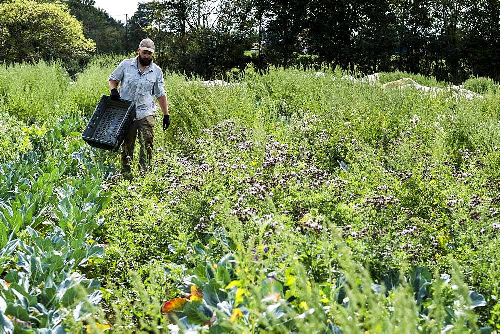 Farmer walking in a field, carrying black plastic crate.