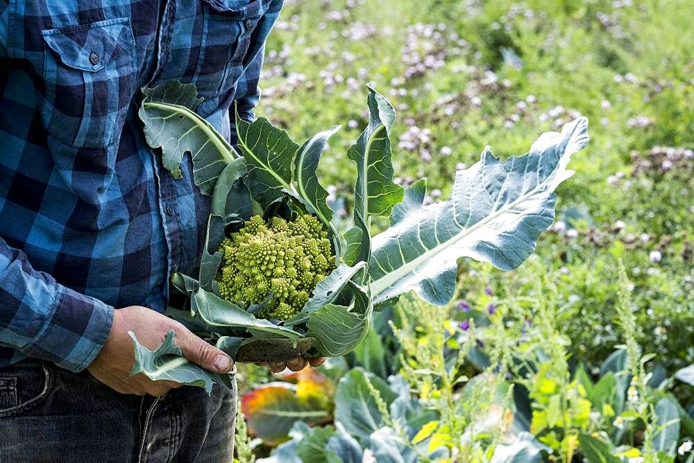 Farmer in a field with freshly picked Romanesco cauliflower.