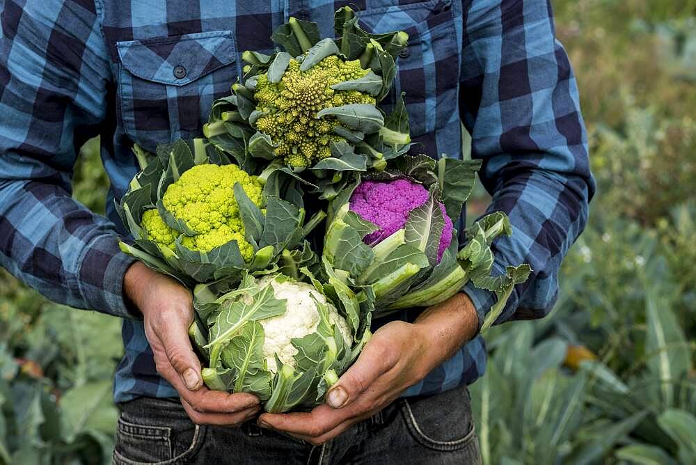 Farmer in a field of harvested cauliflowers