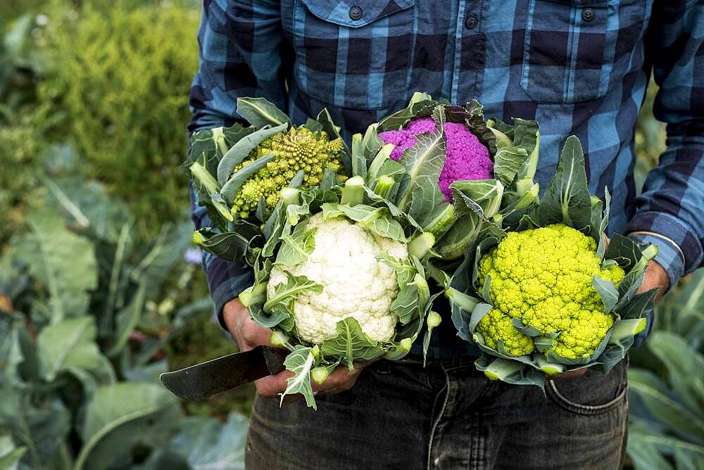 Farmer in a field of harvested cauliflowers