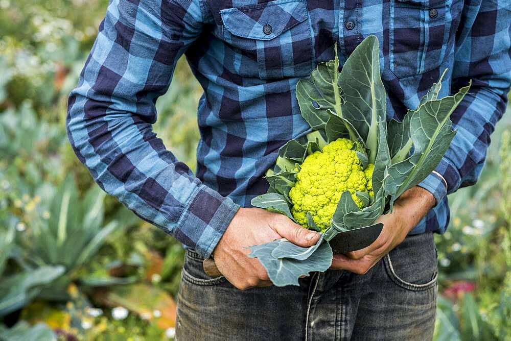 Farmer in a field with freshly picked Romanesco cauliflower.