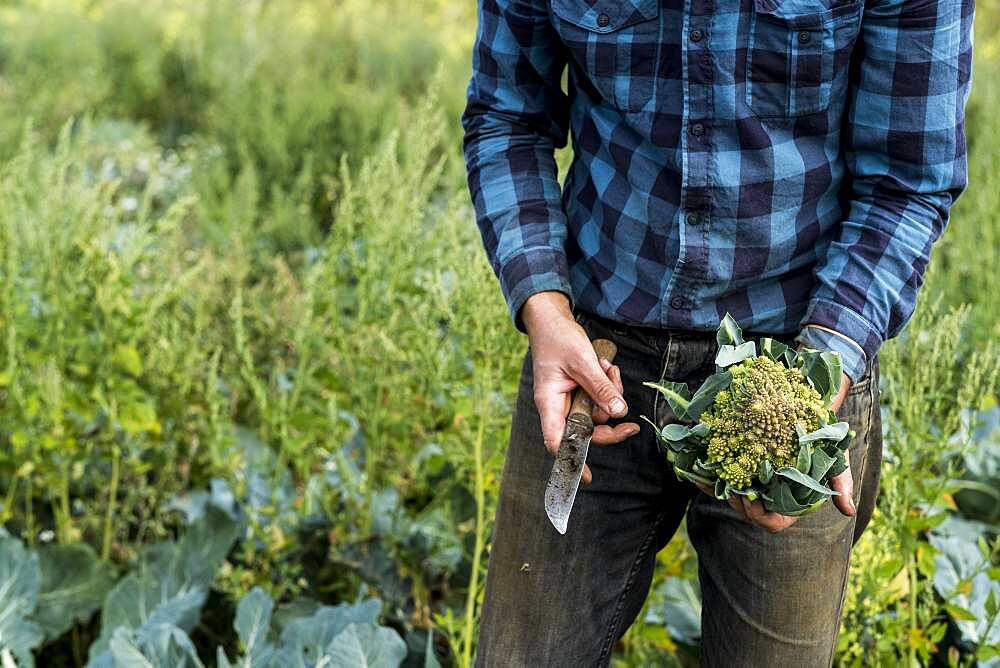 Farmer in a field with freshly picked Romanesco cauliflower.